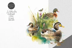 Duck clipart, Birds clipart, Watercolor clipart Product Image 1