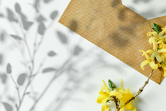 Plant Shadow Backdrops Video Bundle Product Image 15