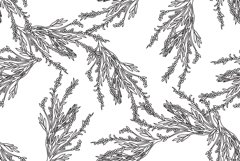 Line art olive plant branches with leaves and berries vector Product Image 1