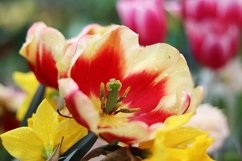 spring flowers in the garden Product Image 1