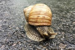 Big garden snail in shell crawling on wet road hurry home Product Image 11