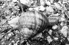 Big garden snail in shell crawling on wet road hurry home Product Image 15
