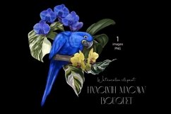 Hyacinth macaw Parrot, Watercolor bouquet clipart Product Image 1