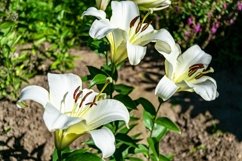 Fine wild growing flower on background meadow Product Image 1