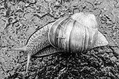 Big garden snail in shell crawling on wet road hurry home Product Image 10