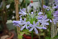 blooming flowers in the garden Product Image 1