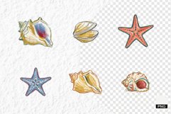Hand-Drawn Seashells Clipart Product Image 1