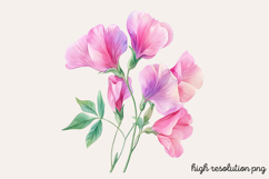 Sweet Pea Flower Watercolor Clipart PNG Product Image 1