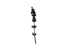 Botanical bundle - svg, png Product Image 19