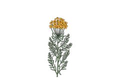 Botanical colorful wildflower isolated on white background Product Image 1