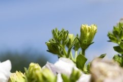 part petunia Product Image 1