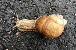 Big garden snail in shell crawling on wet road hurry home Product Image 17