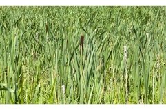 Reeds, closeup Product Image 1