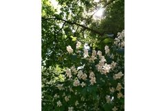 Jasmin mock orange philadelphus flower blossom shrub bush Product Image 1