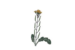 Botanical colorful wildflower isolated on white background Product Image 1
