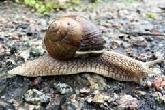 Big garden snail in shell crawling on wet road hurry home Product Image 23