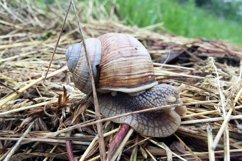 Big garden snail in shell crawling on wet road hurry home Product Image 26