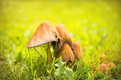 Two fresh mushrooms in the autumn forest Product Image 1