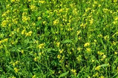 Fine wild growing flower on background meadow Product Image 1