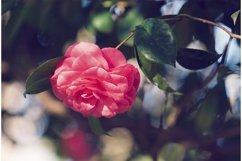 Pink camellia flower on a blurry background. Product Image 1