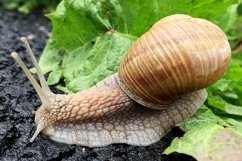Big garden snail in shell crawling on wet road hurry home Product Image 8