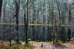 landscape in the forest in the reflection of the lake Product Image 1
