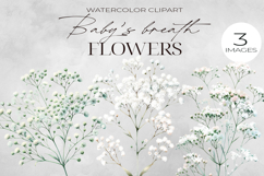 Baby’s Breath Clipart Pack| Floral Watercolor PNG. Product Image 9