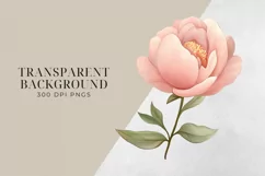 Blush Pink Peony Flowers Clipart, PNG. Product Image 2