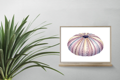 Underwater Sea Urchin Shell Pastel Colors Dot PNG Summer Product Image 2