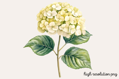 Hydrangea Watercolor Cliparts Bundle PNG Product Image 13