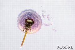 Blowing Dandelions Clipart PNG Product Image 1