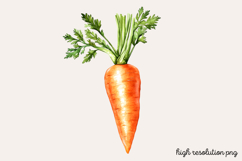 Carrot Watercolor Cliparts Bundle PNG Product Image 9