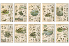 Summer Frog Pond Junk Journal Pages Product Image 2