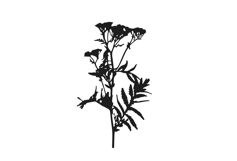 Botanical bundle - svg, png Product Image 20