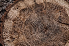 natural wooden texture Product Image 1