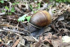Big garden snail in shell crawling on wet road hurry home Product Image 5