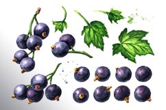 Black currant. Watercolor collection Product Image 6