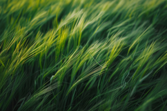 Barley Cereal Grain Background Wallpaper Product Image 1