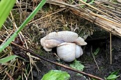Big garden snail in shell crawling on wet road hurry home Product Image 23