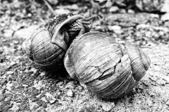 Big garden snail in shell crawling on wet road hurry home Product Image 13