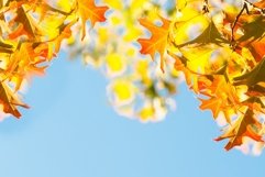 Leaves of Canadian maple Product Image 1