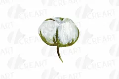 Cotton bolls and fir branch leafy autumn and winter decor Product Image 15