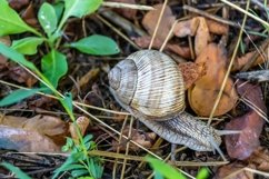 Big garden snail in shell crawling on wet road hurry home Product Image 14