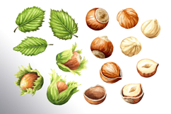 Huzelnuts. Hand drawn watercolor collection Product Image 19