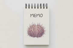 Underwater Sea Urchin Spiky Shell Pastel Colors PNG Summer Product Image 5