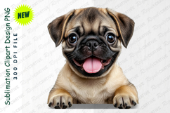 Happy Pug Puppy Portrait With Tongue Out On White Background Product Image 1
