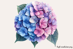 Hydrangea Watercolor Cliparts Bundle PNG Product Image 14