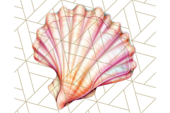 Natural Seashell Clipart PNG, Summer Nautical Beach Shell Product Image 2