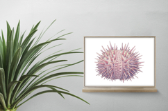 Underwater Sea Urchin Spiky Shell Pastel Colors PNG Summer Product Image 2
