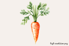 Carrot Watercolor Clipart PNG Product Image 1